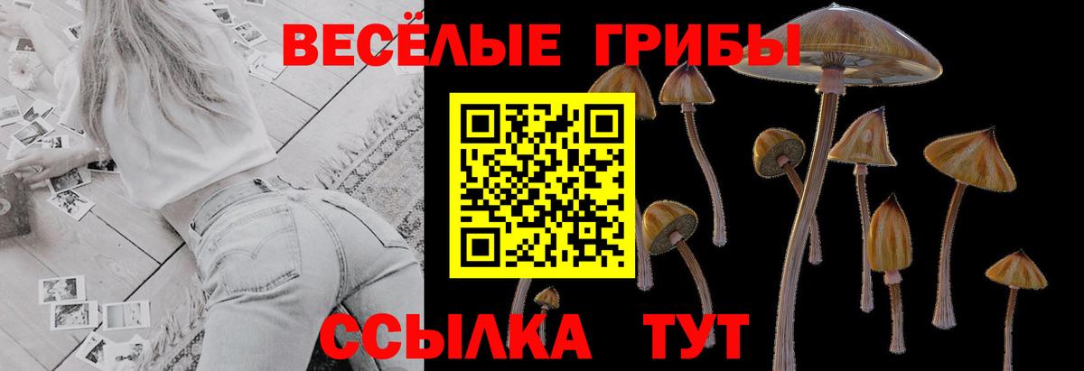 Псилоцибиновые грибы прущие грибы  Вход с VPN  Псилоцибиновые грибы Psilocybe  Бор 